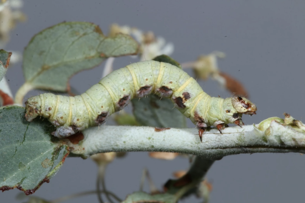 One of the caterpillars in the Great Basin Bug Lab is the Macaria quadrilinearia, a species of moth. Researchers raise the caterpillars in the lab so they can be identified. Credit: Christian Connors / Great Basin Bug Lab